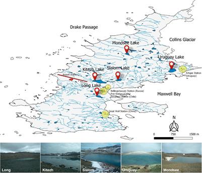 Diversity and Effect of Increasing Temperature on the Activity of Methanotrophs in Sediments of Fildes Peninsula Freshwater Lakes, King George Island, Antarctica